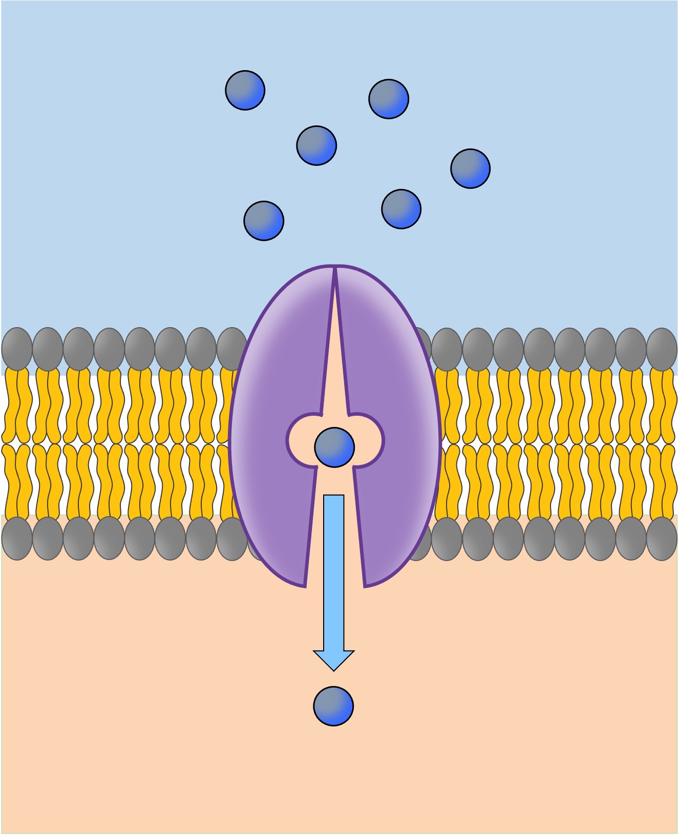 Under What Conditions Would A Hormone Need A Carrier Protein
